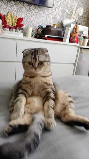 Биатрисина зависла 😻ч1