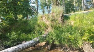 Жара. Спустилась к Озеру Сенеж. Мочу босые ноги в воде. Психологическая жирнота.