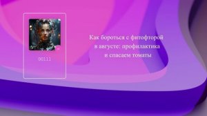 Как бороться с фитофторой в августе: профилактика и спасаем томаты