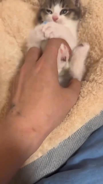 котик и бутылочка🎀 смотреть онлайн