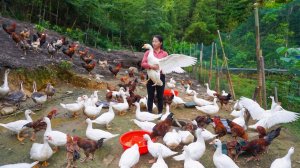 Продажа большого количества гусей у Фуонг. | Сбор водяного шпината на продажу | Ly Phuc Vy
