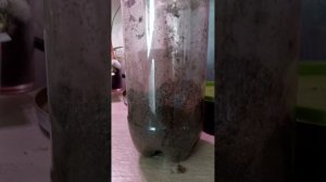 Мой растительный уголок