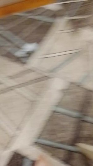 котики