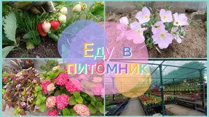 ✅Жизнь без фильтра✅Утром работа,в обед рай.Цветок за 30.000😳
