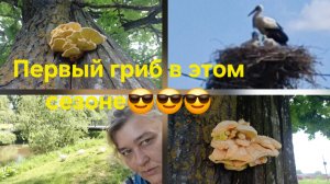 Первый гриб в этом сезоне. Альтернативная микология. Трутовик серно - желтый