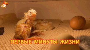 Первые минуты жизни новорожденных цыплят в инкубаторе 2