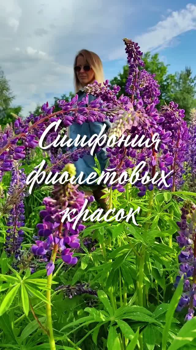 Симфония фиолетовых красок