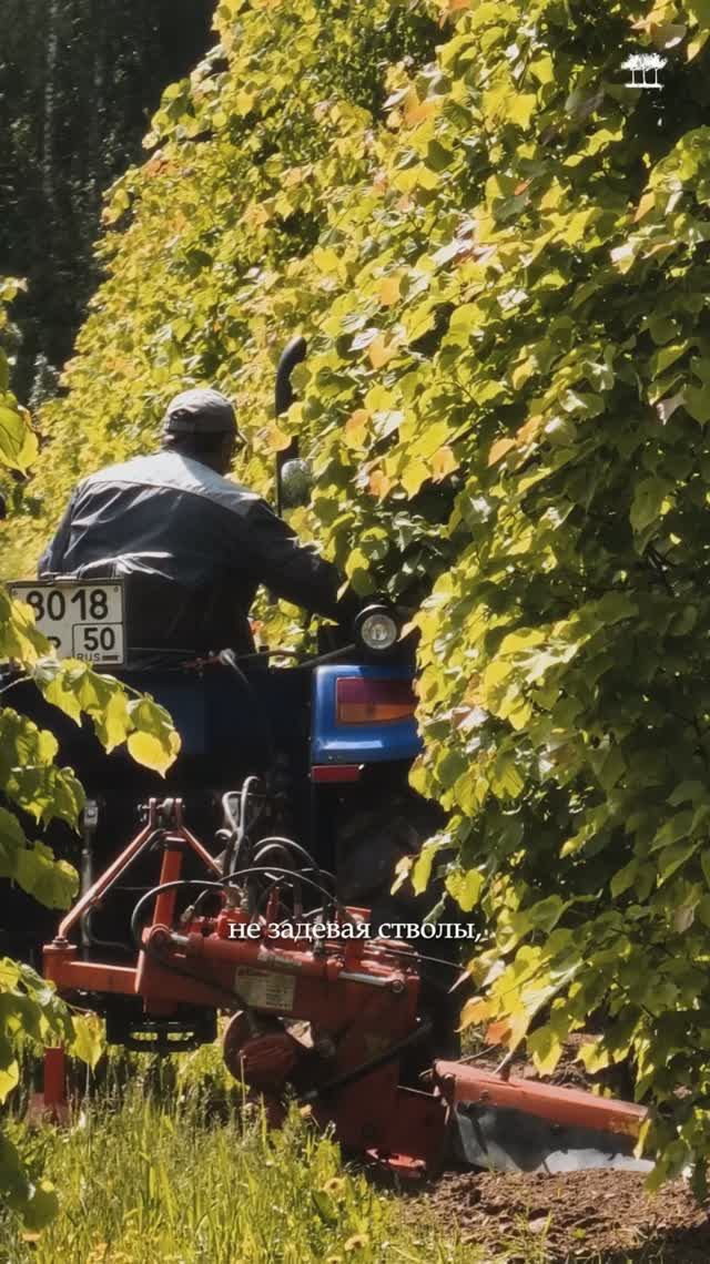 Почему сорняки в полях питомника убирают в несколько этапов?