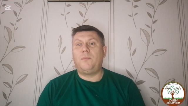 Как сохранить и пересадить ель из кадки после Нового года.