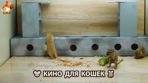 Видео для кошек про крысок развлекать питомцев 🐭🐀😂 (555)