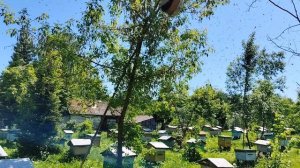 Выход очередного роя. В ожидании главного медосбора.