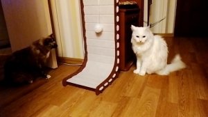 Леся и Сёма - Исследование кошачьего гаджета