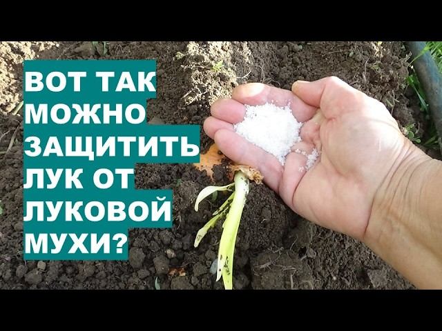 Как Защитить Лук от Коварного Вредителя - Луковой Мухи?! смотреть онлайн
