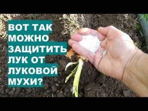 Как Защитить Лук от Коварного Вредителя - Луковой Мухи?!