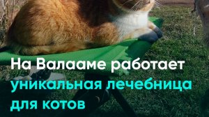 На Валааме работает уникальная лечебница для котов