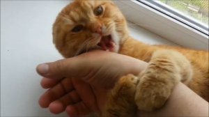 Коты и кошки. Часть 2