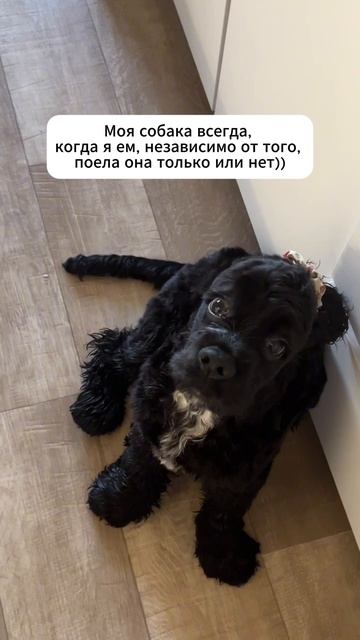 Моя собака