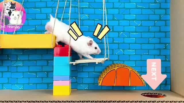 🐹Сможет ли хомяк сбежать из лабиринта?