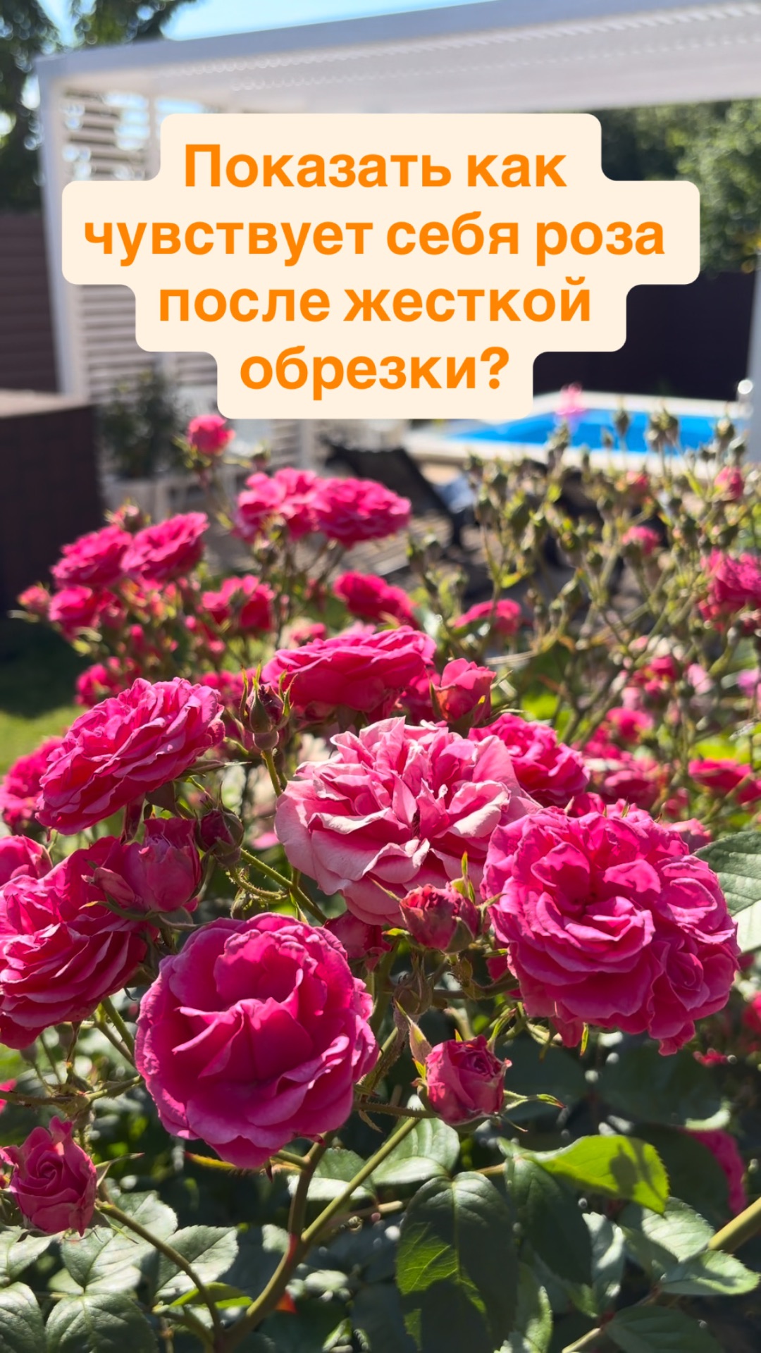 Роза после жесткой обрезки показала пышное цветение #flowers #садоводничество #garden #сад