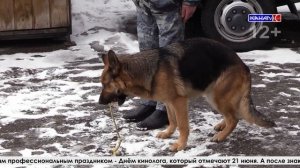 Дружба народов, комендантский час и служебные собаки: урок безопасности от полиции Серова