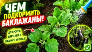 Баклажаны ломятся от урожая от ЭТОЙ подкормки!!