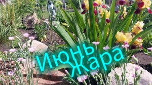 #дача#жара в Сибири🌞
9.06.26.