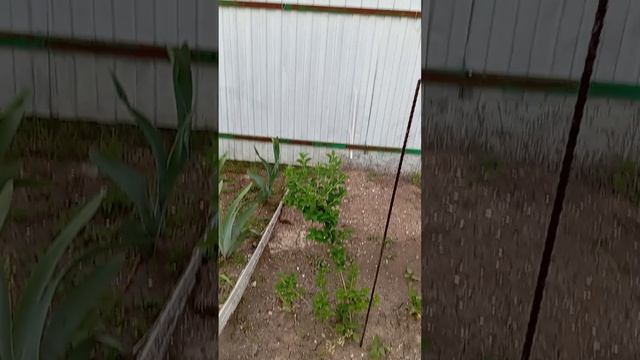 1000105386.mp4немного во дворе, немного повязала, сварила борщ, тихий вечер без крота