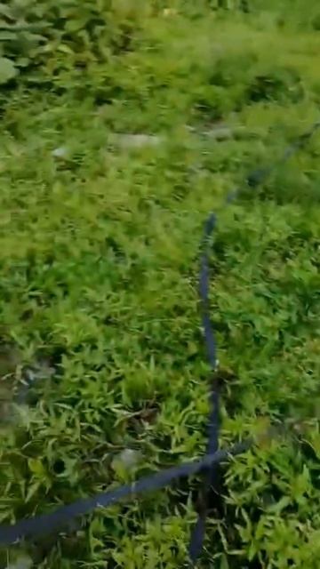 rutube.ru