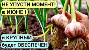 Подкормка чеснока в июне для крупной головки: чем полить – как вырастить большой чеснок