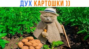 ВЫ ПОВСТРЕЧАЛИ ДУХА КАРТОШКИ ))) Приколы с котами | Мемозг 1765