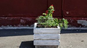 Цветы во дворах города и облака