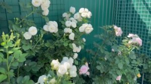 Роза Артемис🕊️10 июня 26г🌿