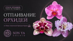 ОТПАИВАНИЕ ОРХИДЕЙ: ПОЧЕМУ РЕЗУЛЬТАТ ЕСТЬ НЕ У ВСЕХ?