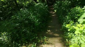 Гуляю на природе - (1)