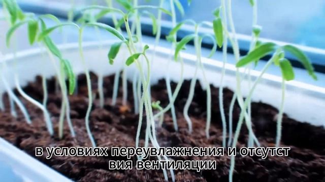 Роковая ошибка посева в феврале...
