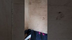 животные