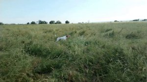2026.06.09 Работа по выводку фазанят со старкой