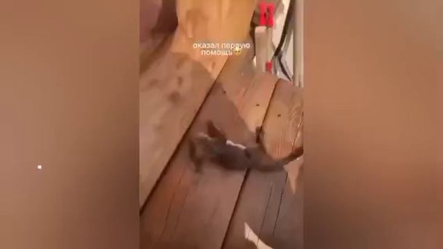 В Якутии мужчина сделал искусственное дыхание бельчонку, который упал в бочку и едва не утонул. смотреть онлайн