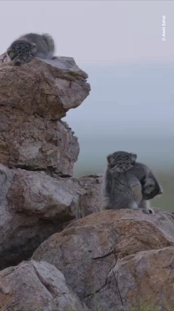 Фотограф заснял большое семейство манулов в Монголии