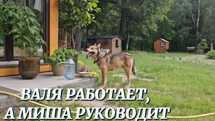 НАШ СЕМЕЙНЫЙ ПОДРЯД ВАЛЯ РАБОТАЕТ, А МИША РУКОВОДИТ ЖИЗНЬ КАК ОНА ЕСТЬ НА ХУТОРЕ [get.gt] смотреть онлайн