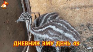 Дневник страусят Эму день 49
