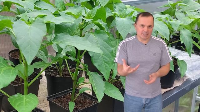 Когда сеять сладкии перец на рассаду.