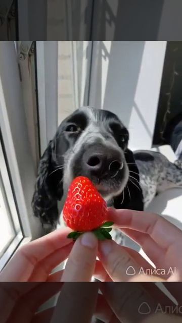 🍓Ням ням клубничка🍓