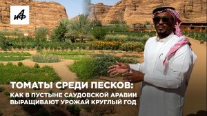Томаты среди песков: как в пустыне Саудовской Аравии выращивают урожай круглый год