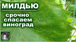 Как остановить милдью на винограде в стадии спороношения схема обработки и лучшие препараты