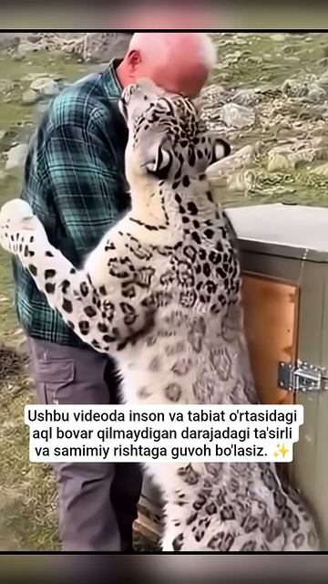 Yovvoyi Hayvonning Kutilmagan Minnatdorchiligi: Ko'z Yoshlaringizni Tiya Olmaysiz! 🐆😭❤️ #shorts →