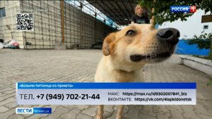 «Возьми питомца из приюта». Смайла