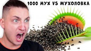 1000 Мух VS Венерина мухоловка - реакция Градуса