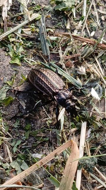 Карабус, жужелица (Carabus Linnaeus) смотреть онлайн