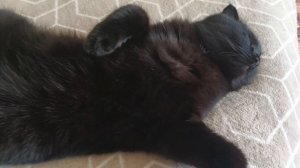 Котик